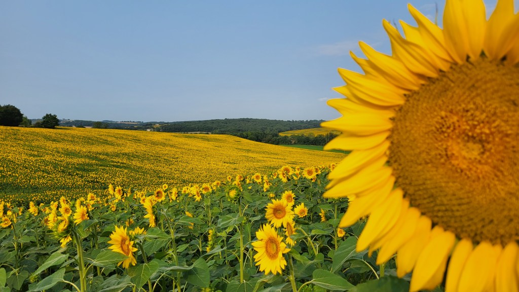 Spring in Southwest France: Why You Should Visit&nbsp;Now